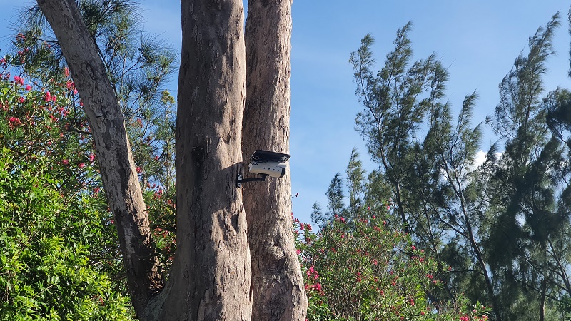 Solar powered wireless surveillance camera installed on the tree